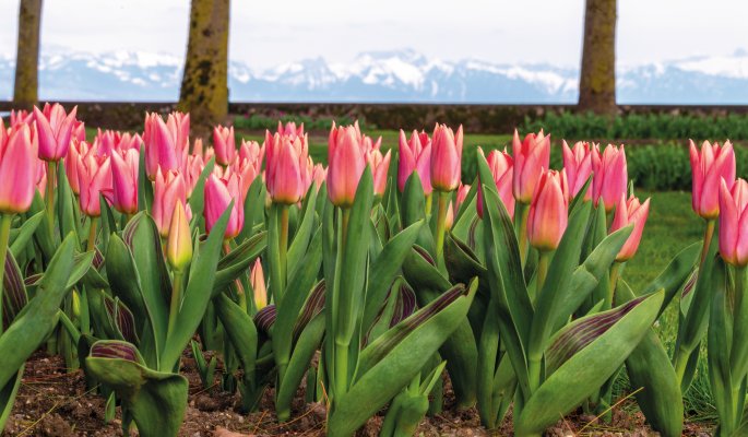 Morges Genfersee Waadt Schweiz © sarenac77 - stock.adobe.com