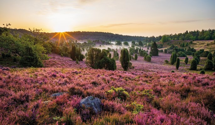 Lüneburger Heide Niedersachsen Deutschland © RuZi-stock.adobe.com